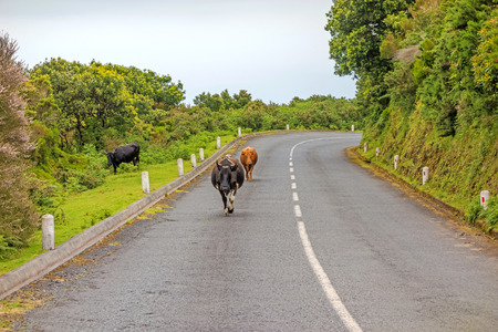 Cows walking on the road - green nature around, on the island of Madeiraの写真素材