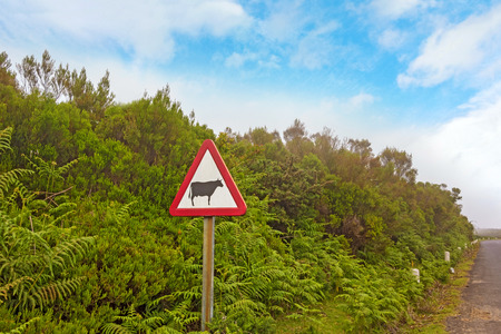 Cow warning road signの写真素材