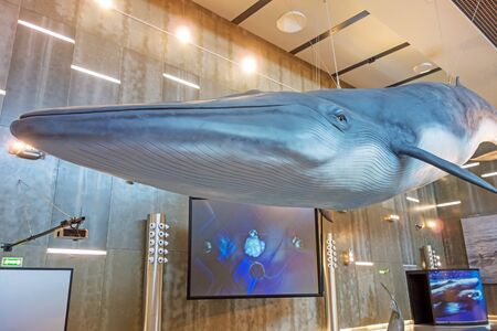 Canical, Portugal - June 5, 2013: Museu da Baleia (Whale Museum). Huge blue whale model hanging from ceiling. The museum documents the history of whale hunting on Madeira.のeditorial素材