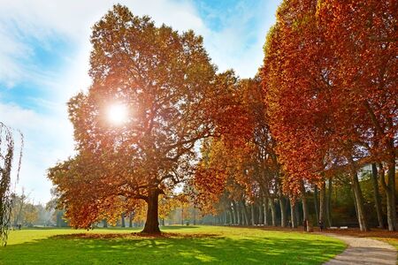 Colorful autumn landscape - vibrant trees in park, blue sky and sunshine / sunset / sunriseの写真素材