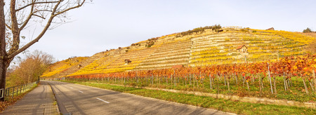 Vineyard panorama in autumn - grapevines at hillside with golden brown yellow leavesの写真素材
