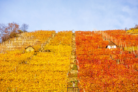 Vineyard in autumn - wine-growing cabins of vintners between grapevines at hillside with golden brown red yellow leavesの写真素材