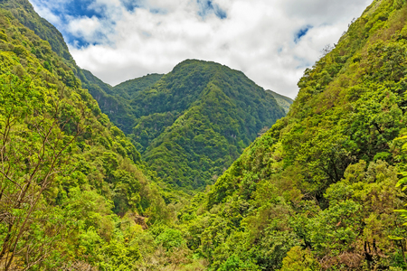 Trees in natural tropical environment - valleyの写真素材