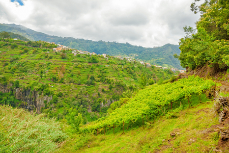 Terraced hill crest in the north-east of Madeira - fresh green vineyard at hillside in the foregroundの写真素材