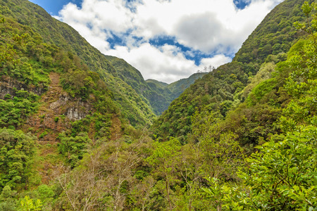 Trees in natural tropical environment - valleyの写真素材