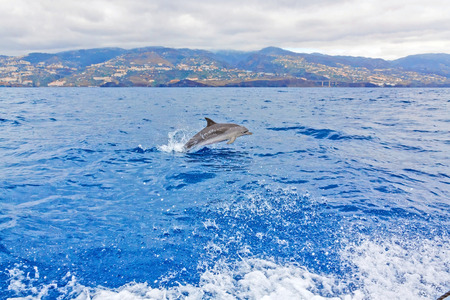 Wild dolphin jumping out of the water - Madeira Island in the backgroundの写真素材