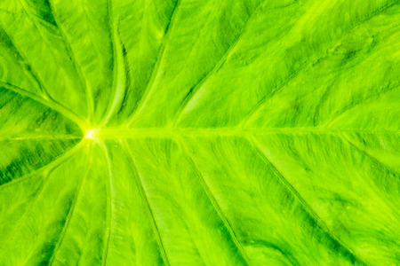 Close up of fresh green leaveの写真素材