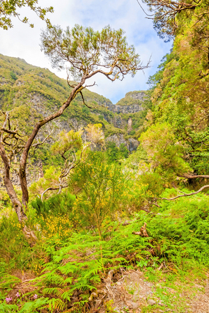 Island of Madeira - the magnificent natural landscape in the west, near the 25 Fontes fallsの写真素材