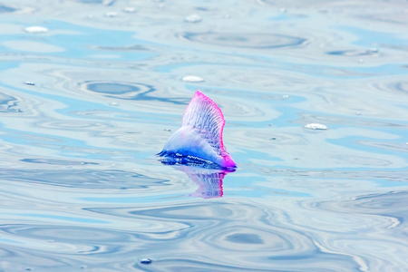 Portuguese Man O' War - Physalia physalis - at the surface of the Atlantic Ocean, Madeiraの写真素材