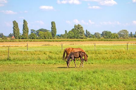 horse with foal grazing on green fieldの写真素材