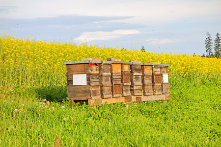 Apiary in the field of rapeseedの写真素材