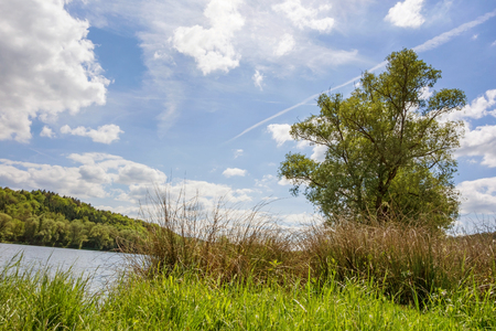 Idyllic lake with tree, grass and reed in foreground - blue sky with clouds and green forest in backgroundの写真素材