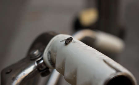 Fly leaning on the handlebar of an old bicycle