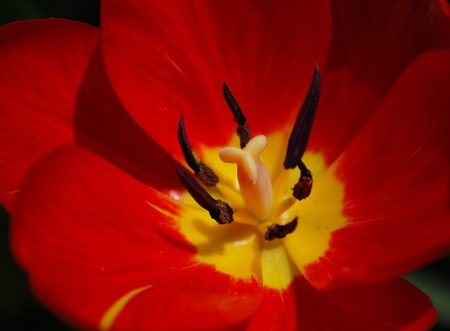 Single Red Tulip Pollen Pistil Petal Closeupの写真素材