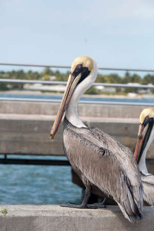 Brown Pelican - Pelecanus occidentalisの写真素材