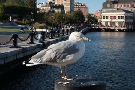 Bostonの写真素材