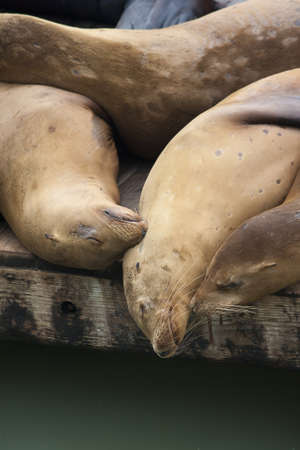California Sea Lion - Zalophus Californianus