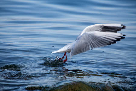 Common Gull - Larus Canusの写真素材