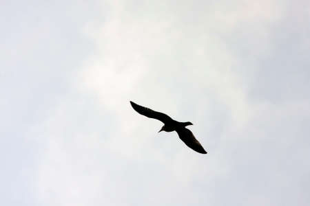 Common Gull - Larus Canus