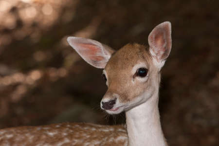 Fallow Deer - Dama Damaの写真素材