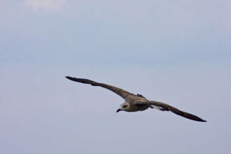 Common Gull - Larus Canus