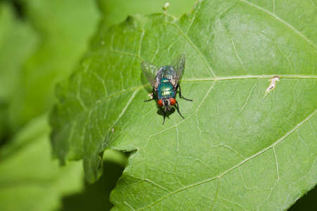 Common Flesh Fly - Sarcophaga Carnariaの写真素材