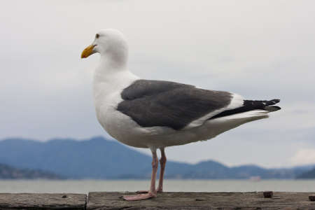Common Gull - Larus Canusの写真素材