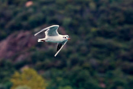Common Gull - Larus Canusの写真素材