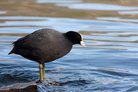 Eurasian Coot - Fulica Atraの写真素材