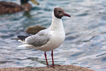 Common Gull - Larus Canus