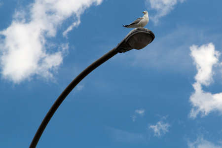 Common Gull - Larus Canusの写真素材