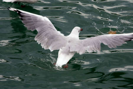 Common Gull - Larus Canus
