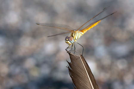 Dragonflyの写真素材