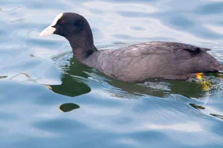 Eurasian Coot - Fulica Atraの写真素材