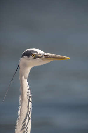 Gray Heron - Ardea Cinereaの写真素材
