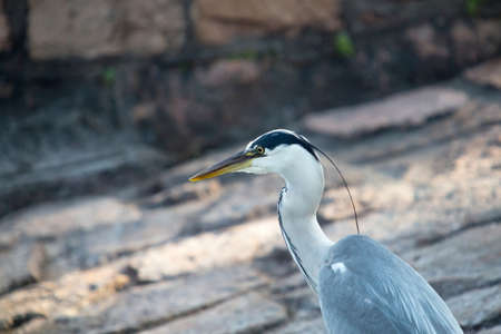 Gray Heron - Ardea Cinereaの写真素材