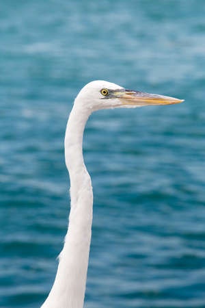 Great White Heron - Ardea Albaの写真素材