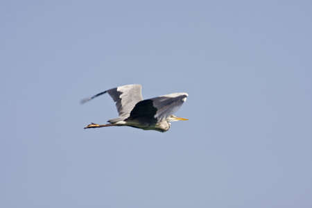 Gray Heron - Ardea Cinereaの写真素材