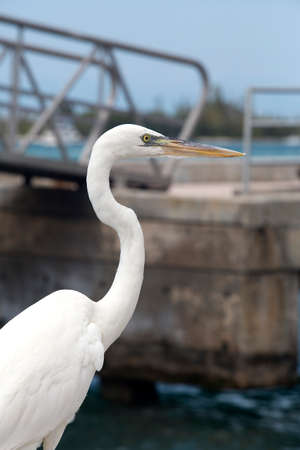 Great White Heron - Ardea Albaの写真素材