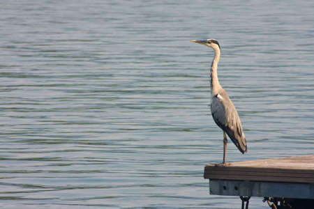 Gray Heron - Ardea Cinereaの写真素材