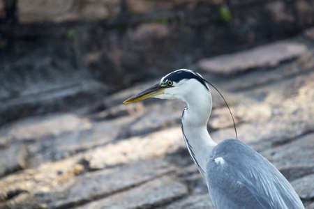 Gray Heron - Ardea cinereaの写真素材