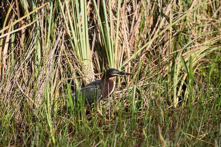Green Heron - Butorides Virescensの写真素材