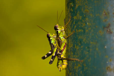 Generoso Mountain Grasshopper - Miramella Formosantaの写真素材