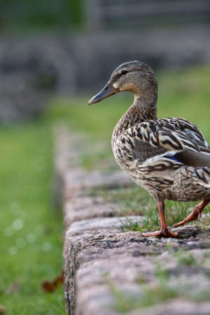 Mallard - Anas platyrhynchosの写真素材