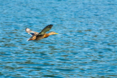 Mallard - Anas platyrhynchosの写真素材
