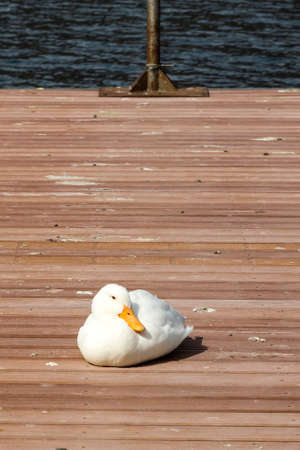 Mallard - Anas platyrhynchosの写真素材