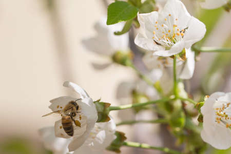 European Honey Bee - Apis mellifera