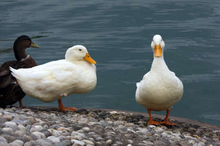 Mallard - Anas platyrhynchosの写真素材