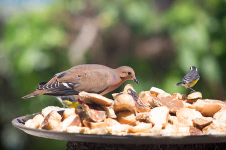 Mourning Dove - Zenaida macrouraの写真素材