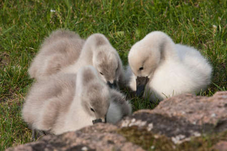 Mute Swan - Cygnus olorの写真素材